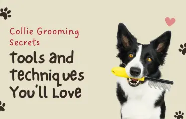 How to Groom a Collie Dog